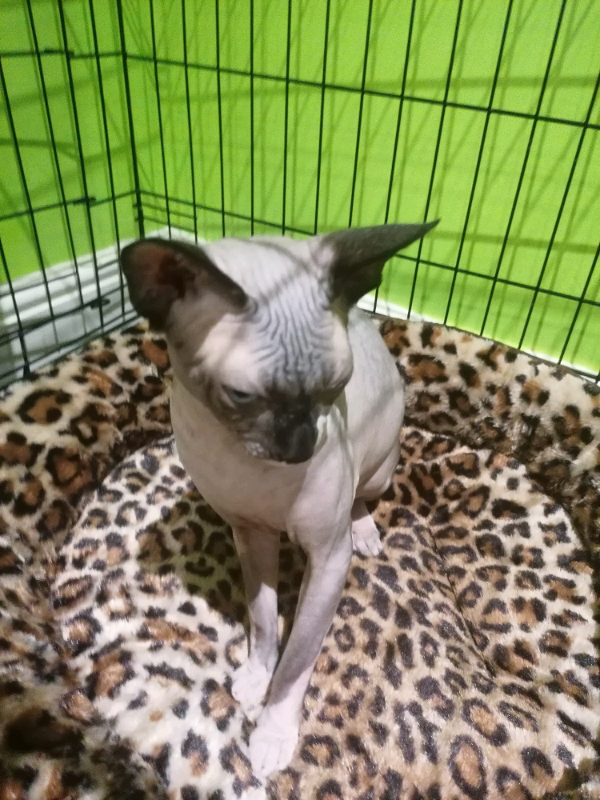 devon rex gumtree